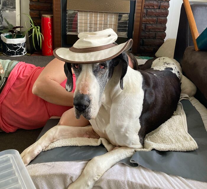 Feliz Cumpleaños Huhu. 14 años es increíble para un gran danés