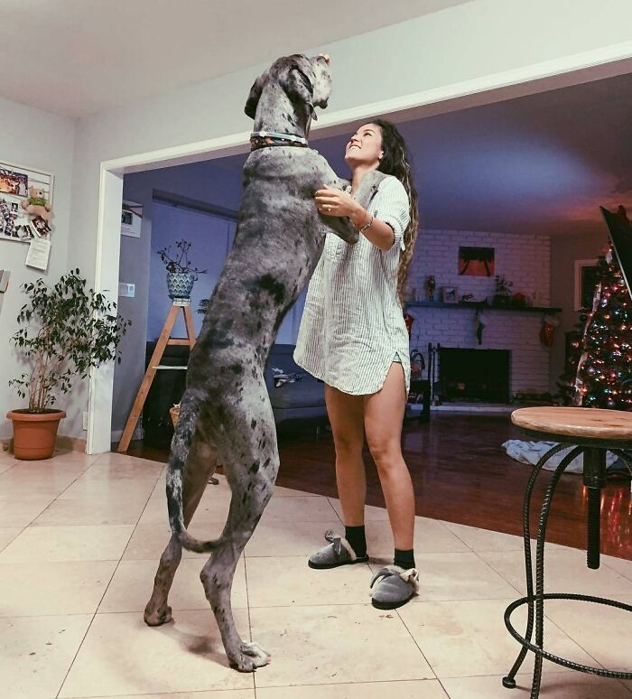Crecí más rápido en 8 meses que mi humano en 29 años