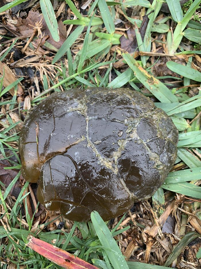 Cosa dura, cerosa y con aspecto de bulto encontrada durante la marea baja
