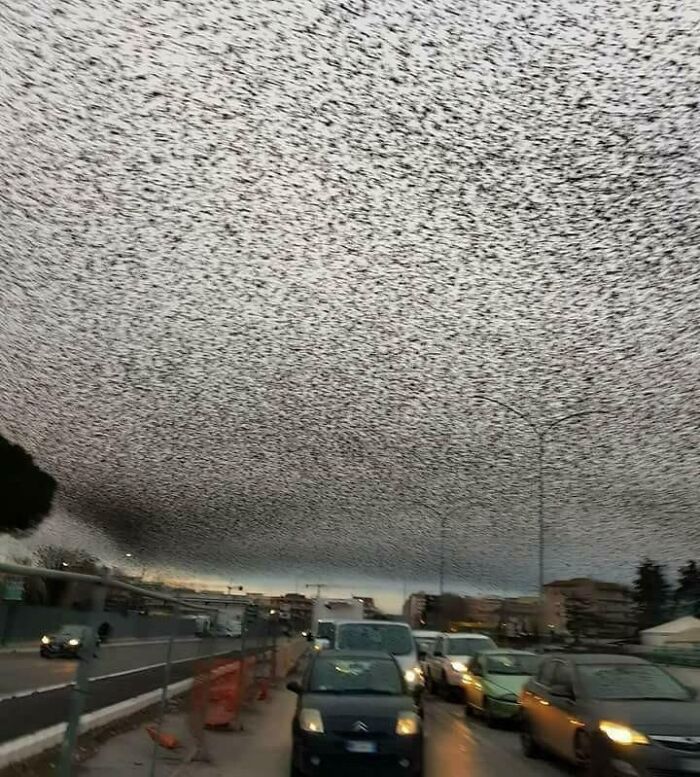  El cielo de Roma se llena de estorninos 
