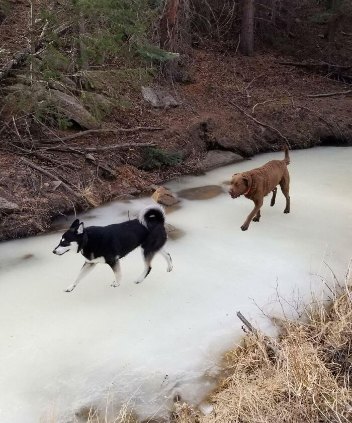 Los perros de mi hermana salen muy raros en esta foto 