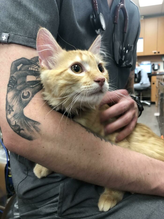 Parece que el tatuaje de mi compañero de trabajo está acariciando al gatito