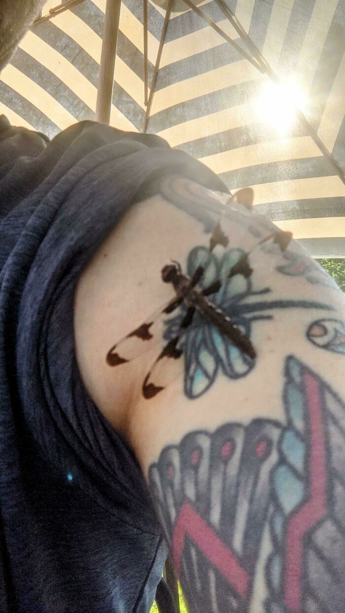 Esta libélula se posó en mi tatuaje de libélula