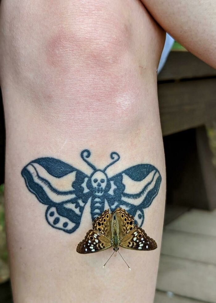 Una mariposa aterriza en mi tatuaje de polilla