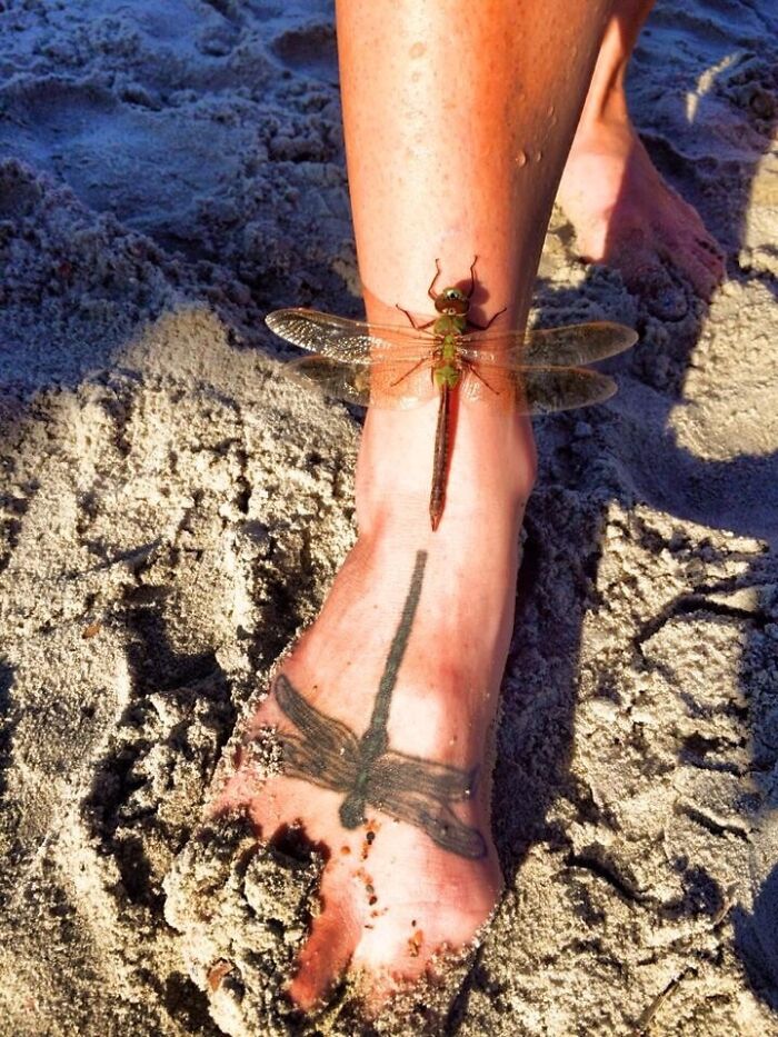 Una libélula se posó en el pie de mi amigo y reflejó su propio tatuaje