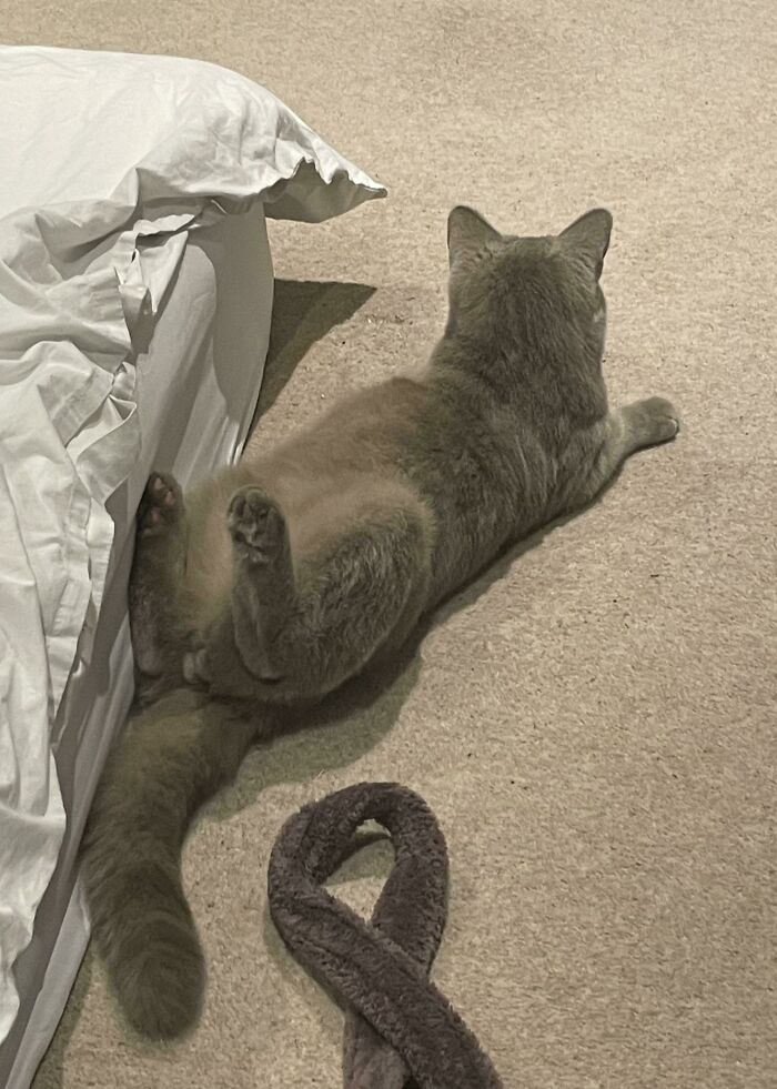 Parece que hemos adoptado a un gato sin columna vertebral 