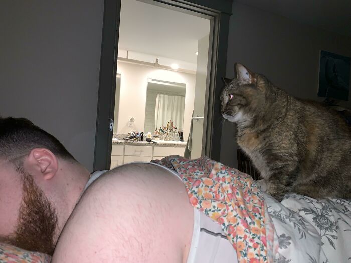 Mi gato siempre se sienta y mira a mi novio mientras dormimos 