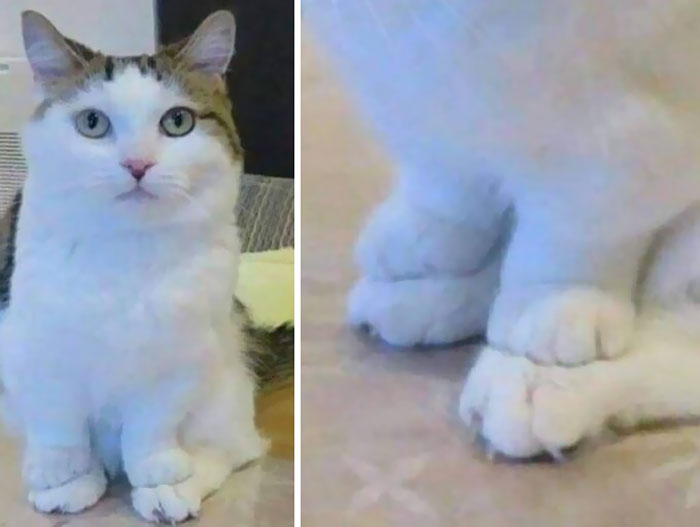 Manitos sobre patitas 