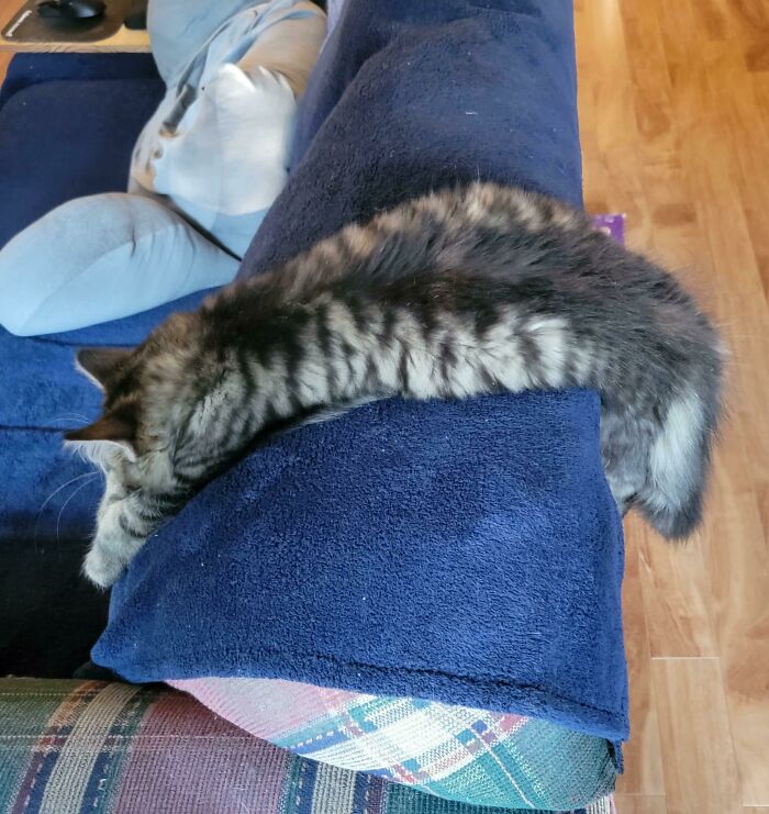 ¿Alguien tiene un inflador de bicicletas? Mi gato está desinflado 