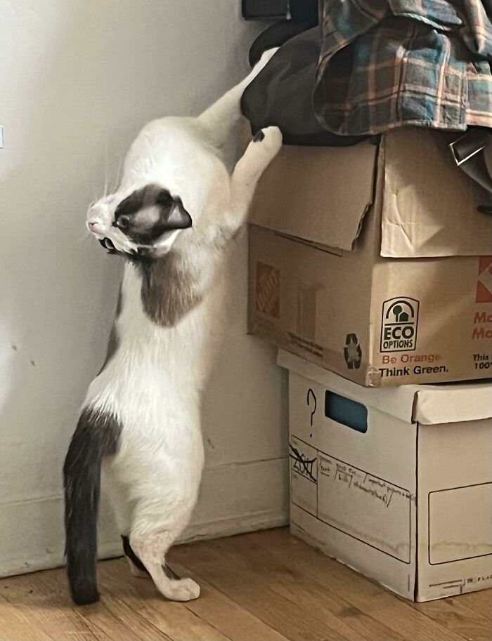 Mi amiga que no usa Reddit me dio permiso para mostrar a su gato 