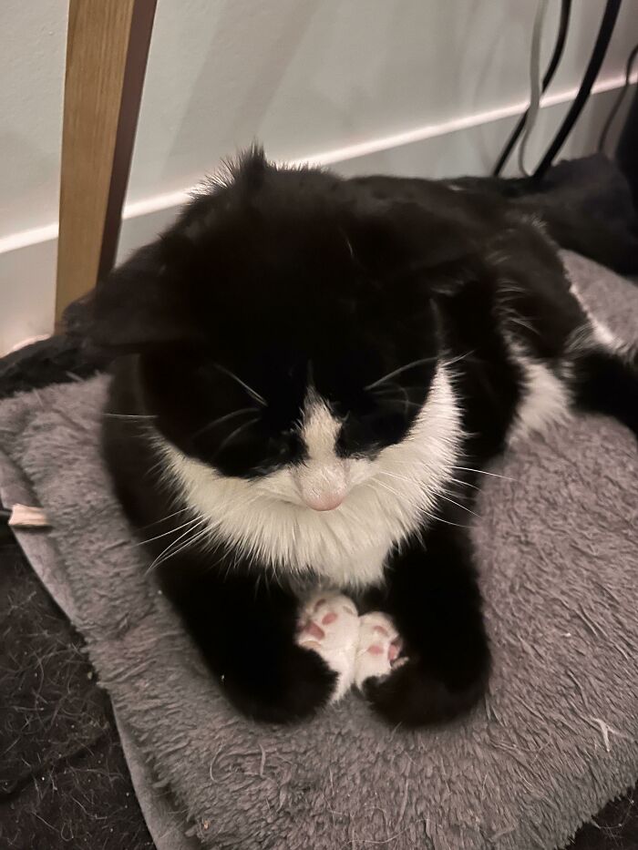 No sé qué gesto de pandilla está haciendo mi gato 