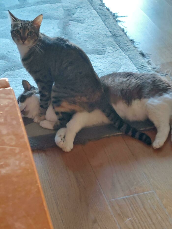 Mis gatos tienen una dinámica rara 