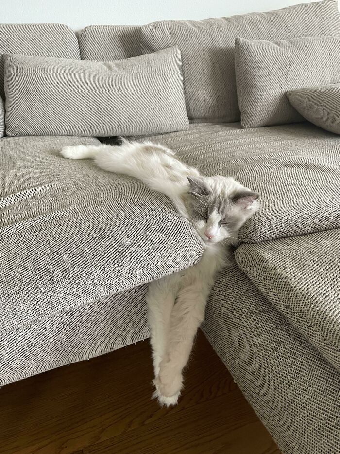 Se está cayendo entre los cojines del sillón y sigue durmiendo 