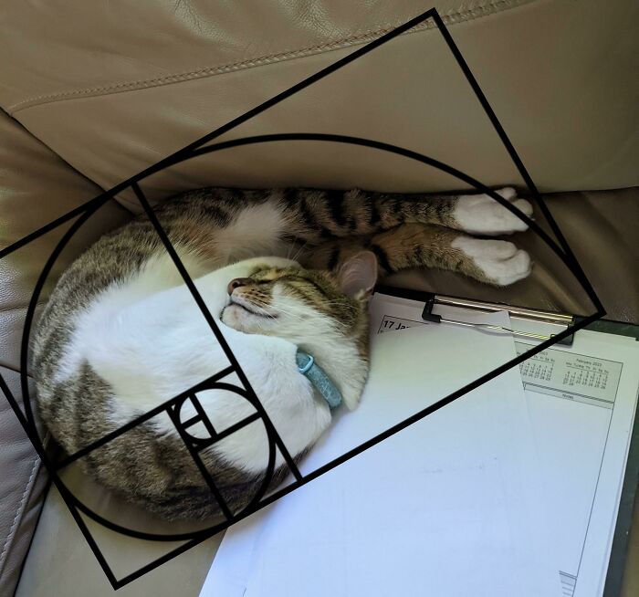 A Champiñón le gusta dormir en posiciones muy peculiares 