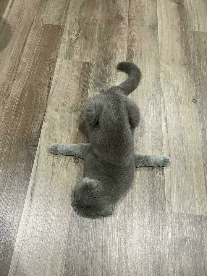 Así duerme mi gato 