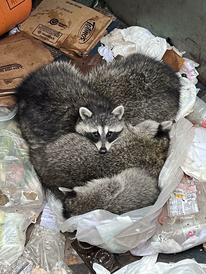 Esta mañana encontré este corazoncito de basura en el contenedor de mi trabajo