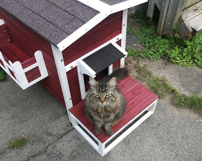 Mi mujer empezó a alimentar a un gato callejero, pero yo soy alérgico y no podíamos llevarlo a casa. En lugar de eso, le construí una propia. Está aislada y tiene calefacción eléctrica