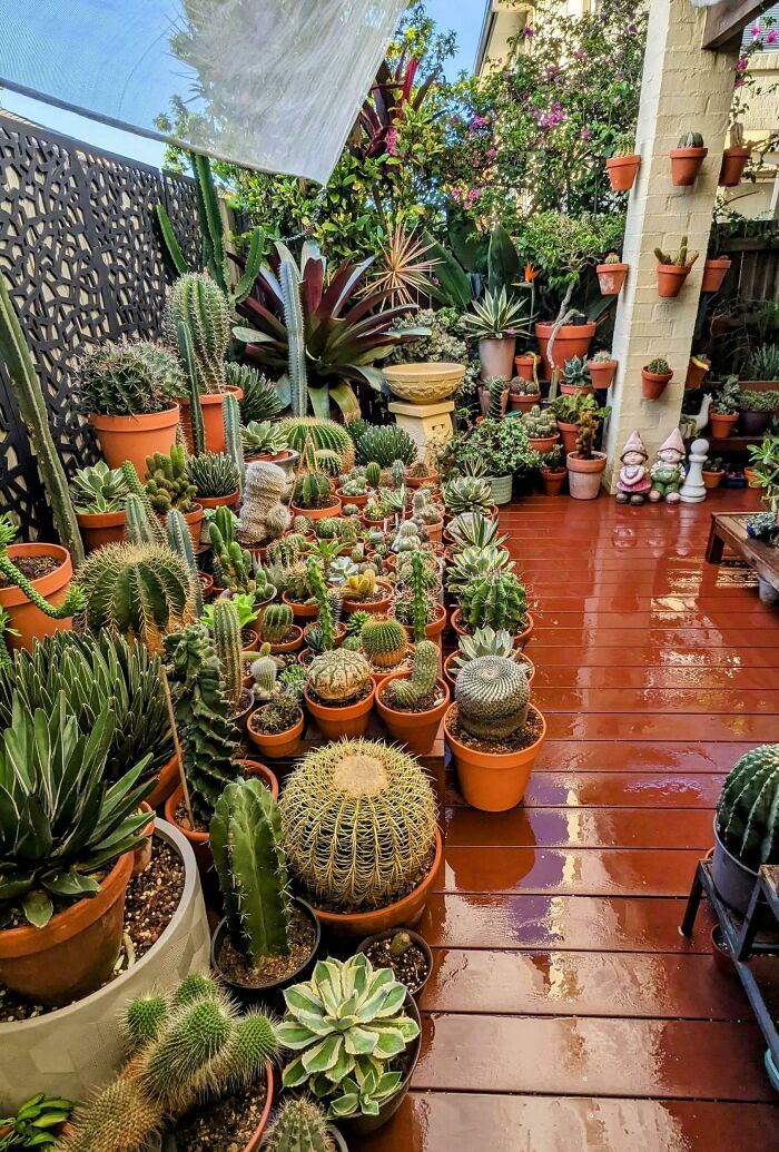El jardín de mi patio después de lavar la terraza