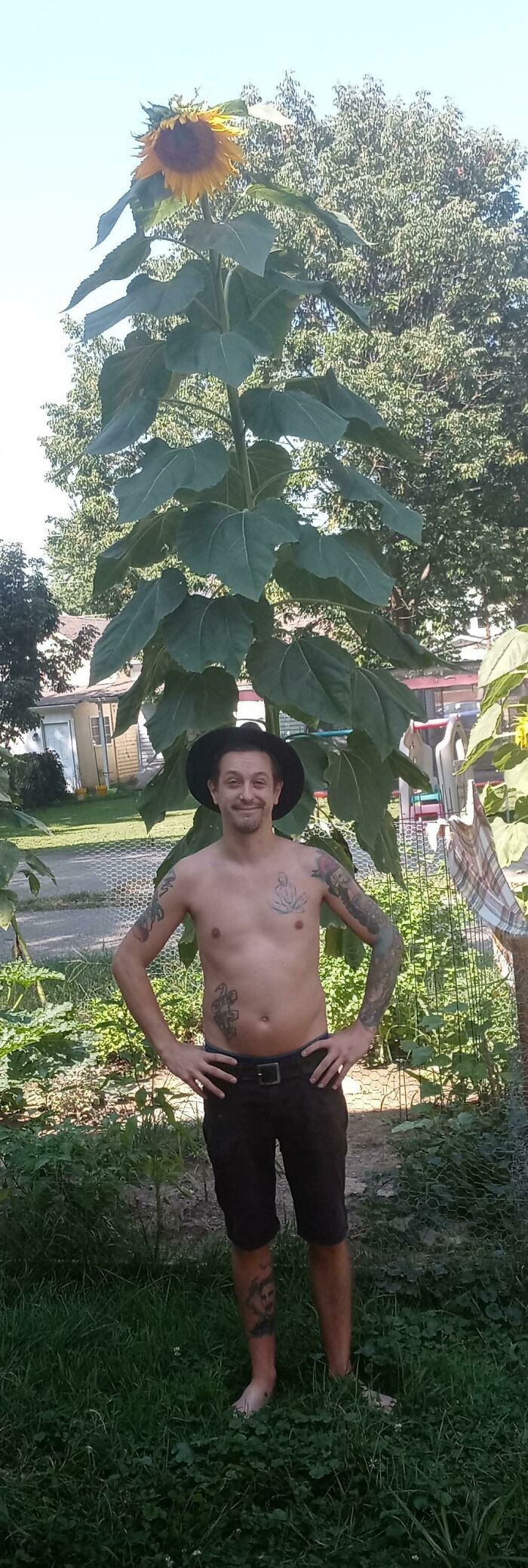 Cultivé este hermoso gigante a partir de una semilla. Estoy absolutamente emocionado. Esto es, con mucho, mi orgullo y alegría