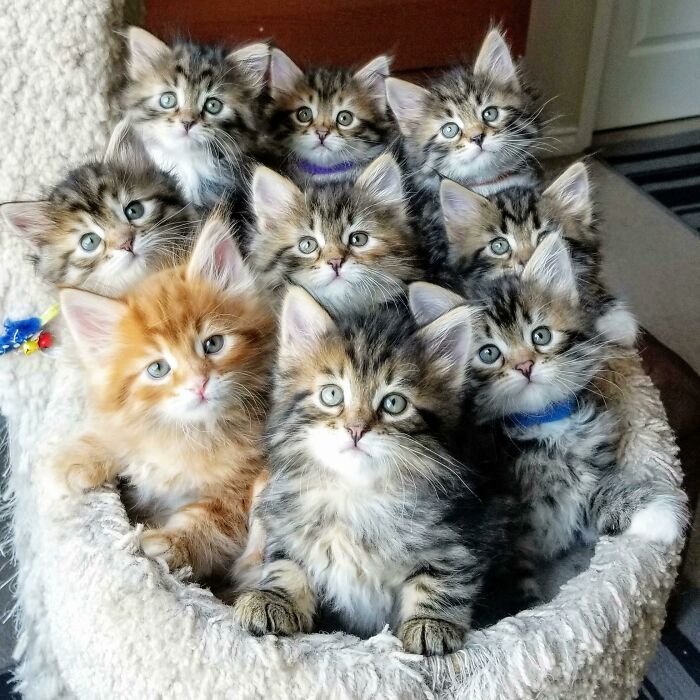 9 bebés, en un raro momento donde todos se quedaron quietos 