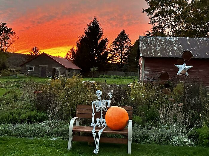 Coseché la calabaza de mi hijo, de la planta que trajo a casa en un vaso de papel del preescolar; era la única calabaza en la planta, pero era enorme (foto de la puesta del sol estrictamente para los votos positivos)