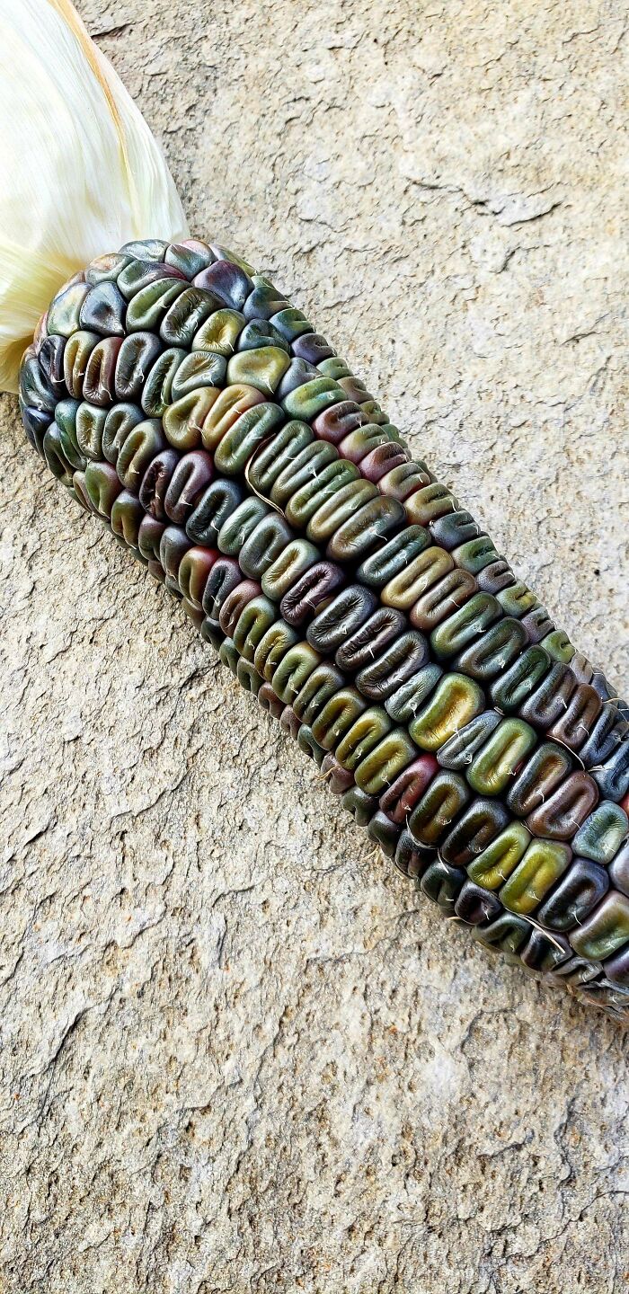 Mi elote verde oaxaqueño luce casi iridiscente