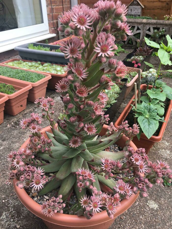 Sempervivum gigante. La más grande que he cultivado, con todos sus retoños floreciendo al mismo tiempo