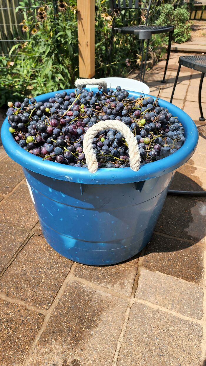Mi parra de 99 centavos de Lowes nos dio 25 kilos de uvas