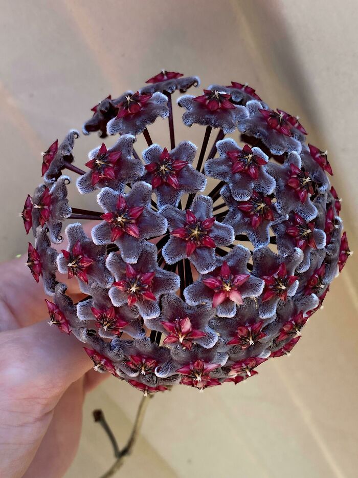 Estoy enamorado de esta flor de cera