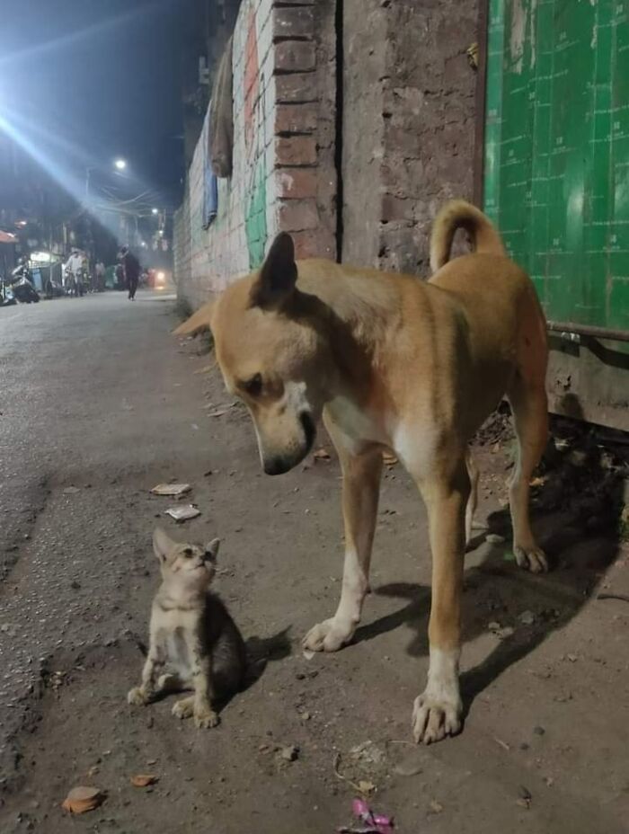 50 Awesome Animal Photos That Were Too Important Not To Share (New Pics)
