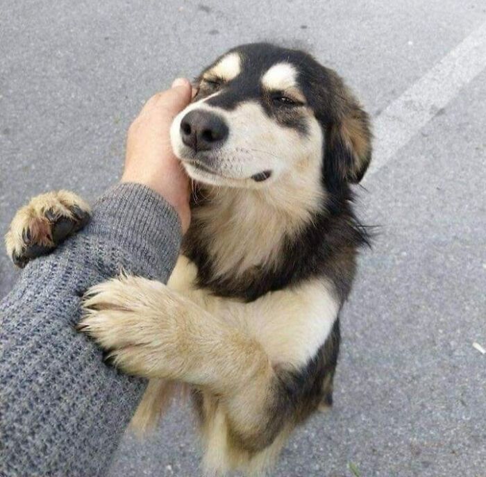 50 Awesome Animal Photos That Were Too Important Not To Share (New Pics)