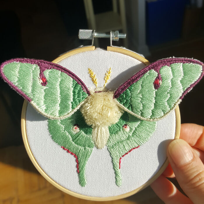 Una Actias luna, mi primer intento de crear un efecto 3D