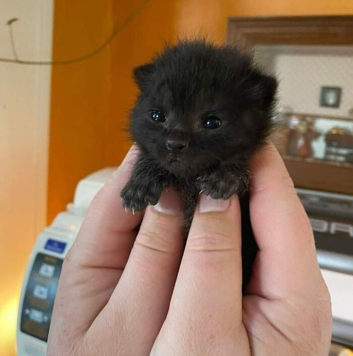 50 Awesome Animal Photos That Were Too Important Not To Share (New Pics)
