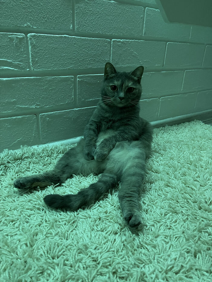 Adopté a este bebé de un refugio. Se sienta así todo el día... ¿Quizás está asustado en una casa nueva? No lo puedo entender