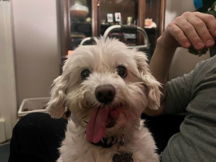 Este es Benji, el desdentado rescatado de mi amigo. ¡Sus sonrisas son las mejores!