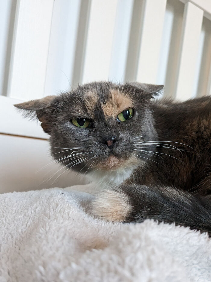Adopté a una anciana fumadora con problemas de oídos, esta es la cara que pone después de su limpieza rutinaria de oídos
