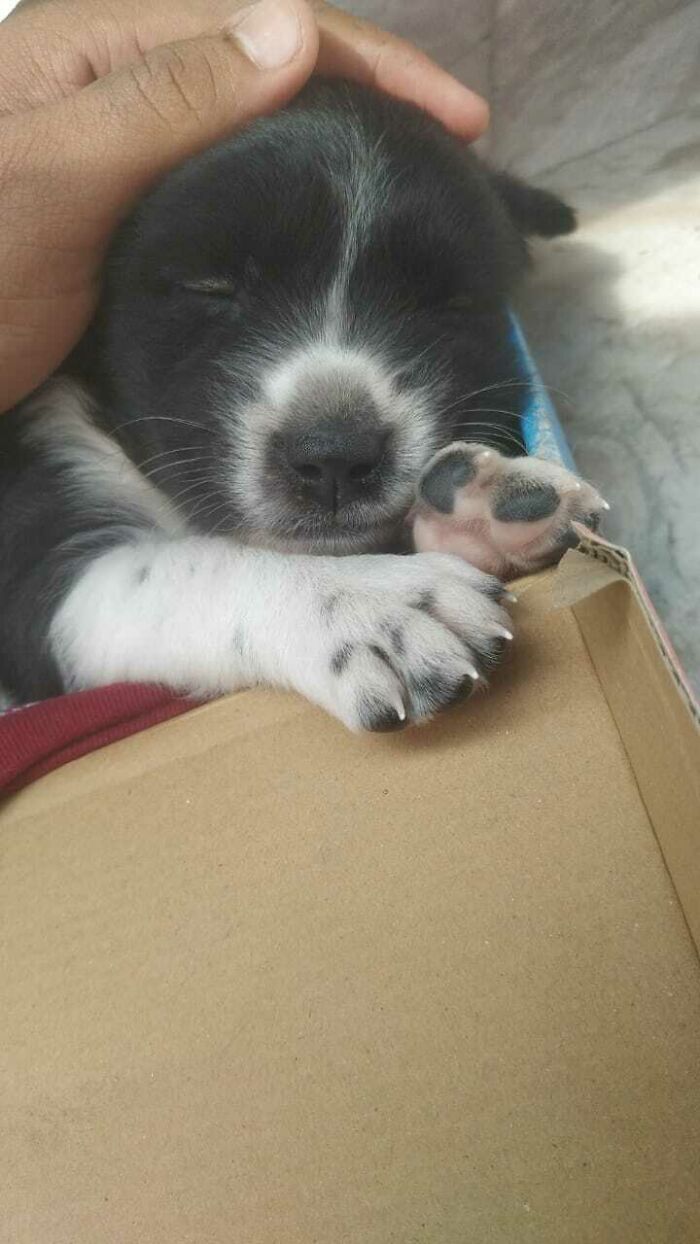 Adopté a este pequeñín de la calle y hoy se ha bañado por primera vez. Aquí está Bruno disfrutando del calor del sol después del baño