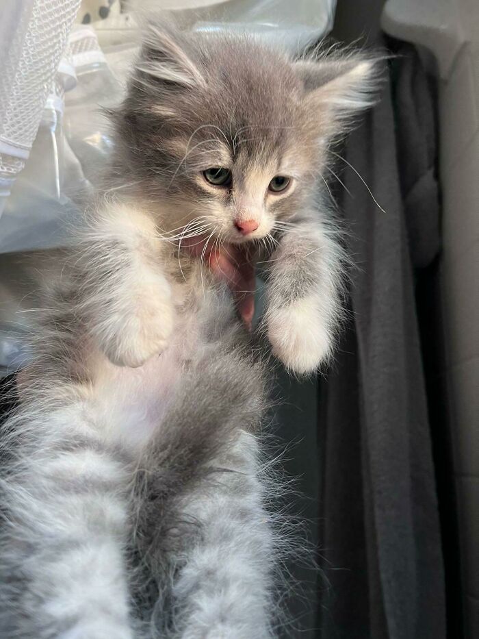 Adoptamos hoy a este dulce niño