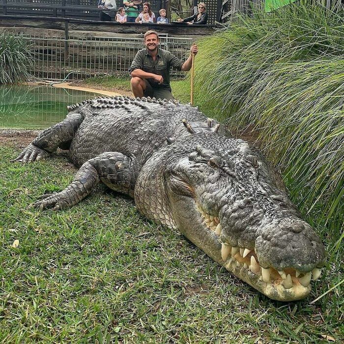 Caimán gigante en el zoo (una unidad de absoluta)