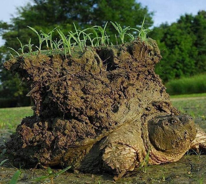 Tortuga mordedora saliendo de la hibernación
