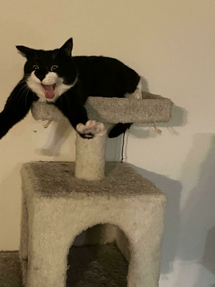 Esta foto que acabo de tomar de mi gato estirando los brazos y estornudando. Me he estado riendo incontrolablemente durante los últimos 5 minutos