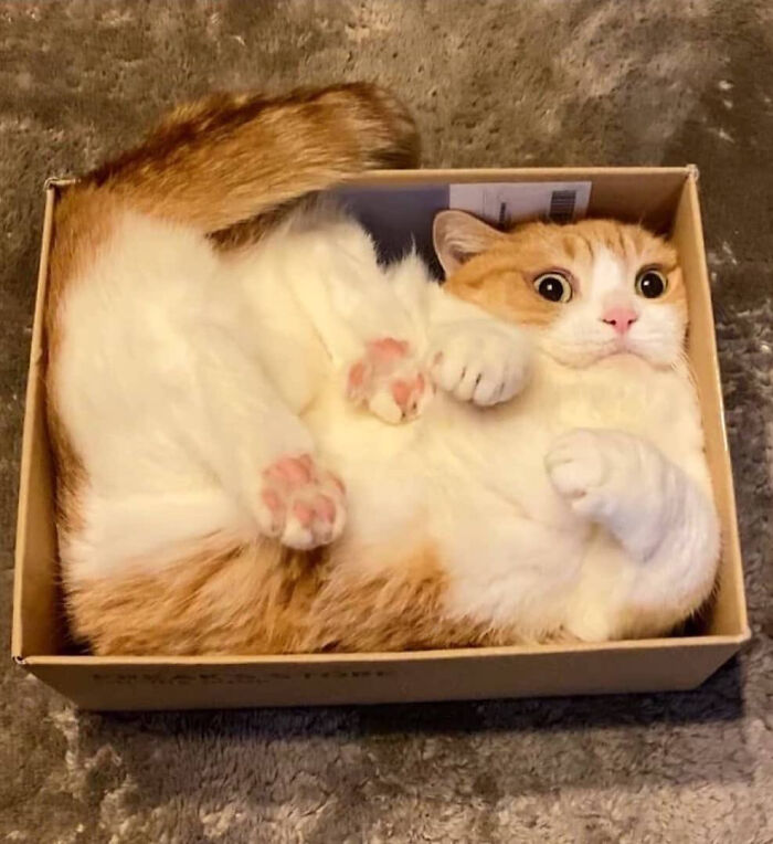 Su paquete tontorrón llegará el sábado