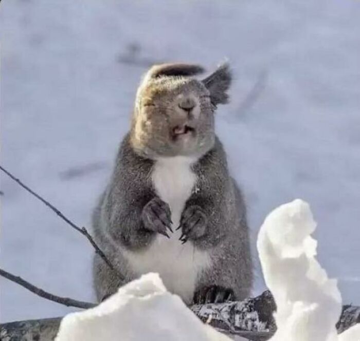 Una ardilla que no disfruta del viento