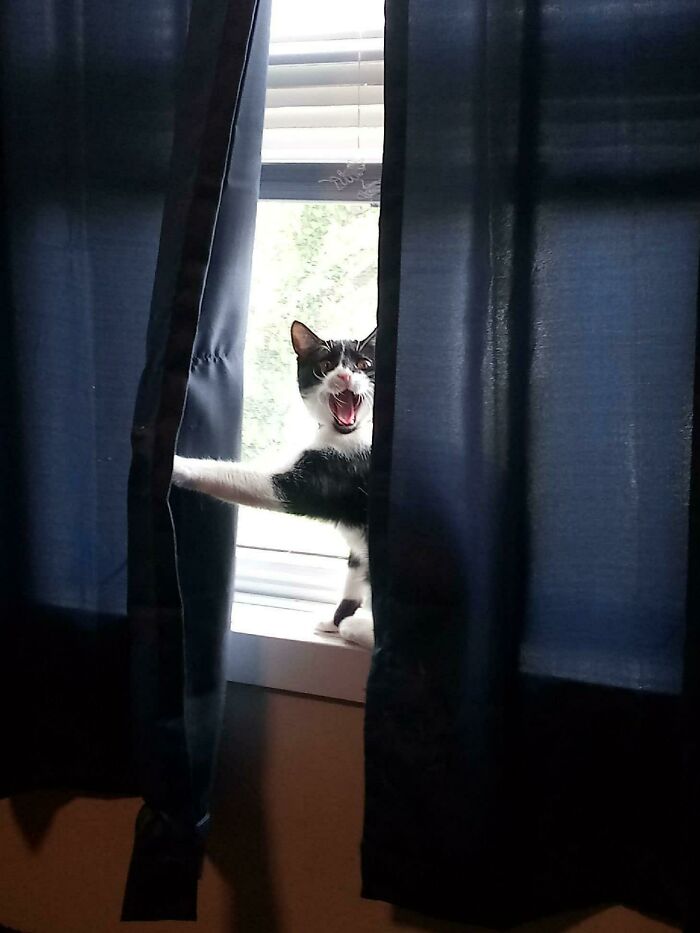 La forma en que nuestra gata Millie nos avisa de que hay alguien aquí