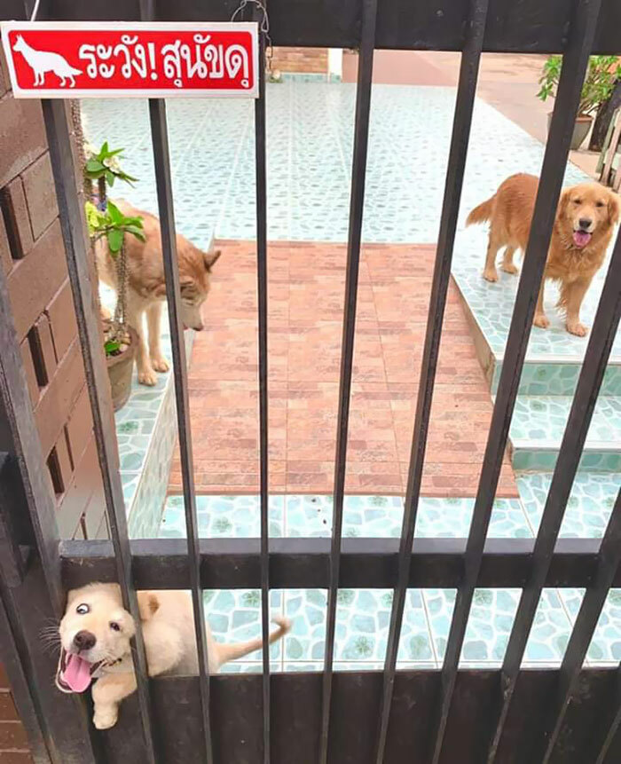 Señal: Cuidado con el perro