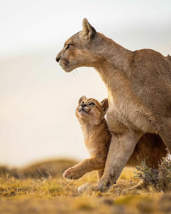 Un cachorro de puma mirando a su madre, en el Parque Nacional Torres del Paine, Chile 