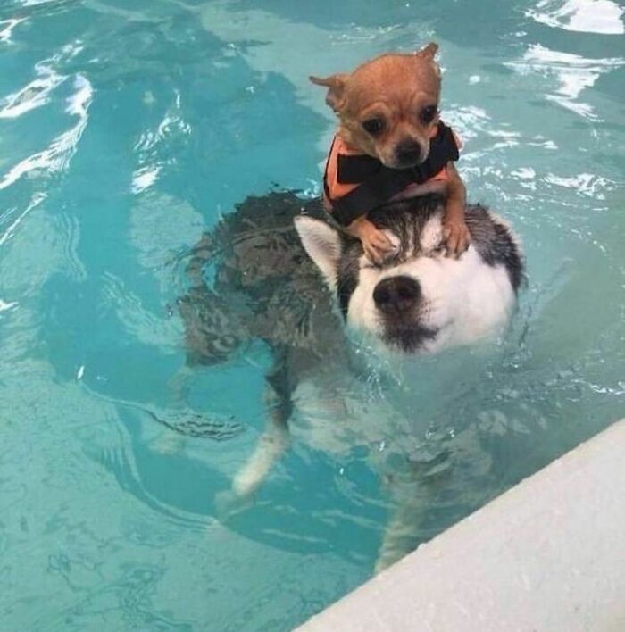 50 Times People Spotted Animals Doing Their Usual Stuff And Just Had To Take Pics (New Pics)