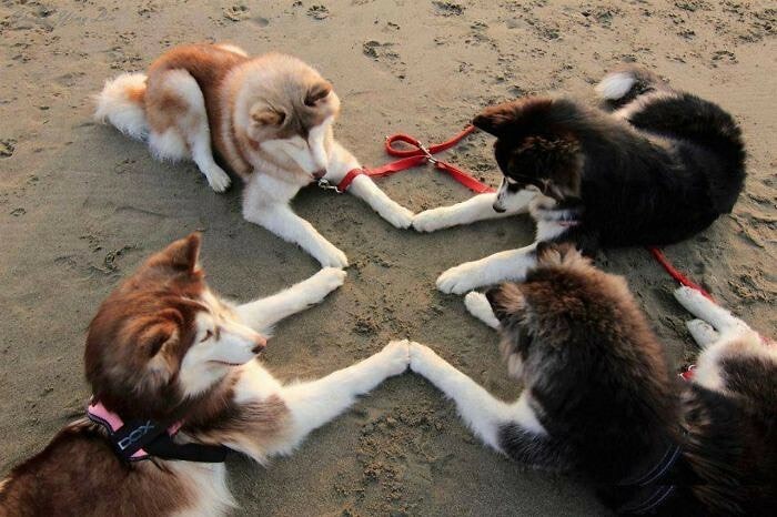 50 Times People Spotted Animals Doing Their Usual Stuff And Just Had To Take Pics (New Pics)