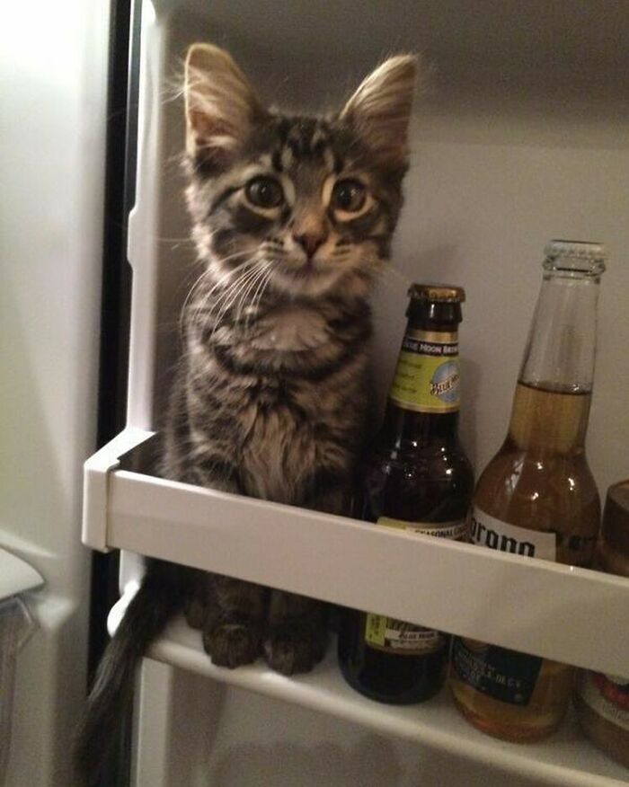 50 Times People Spotted Animals Doing Their Usual Stuff And Just Had To Take Pics (New Pics)