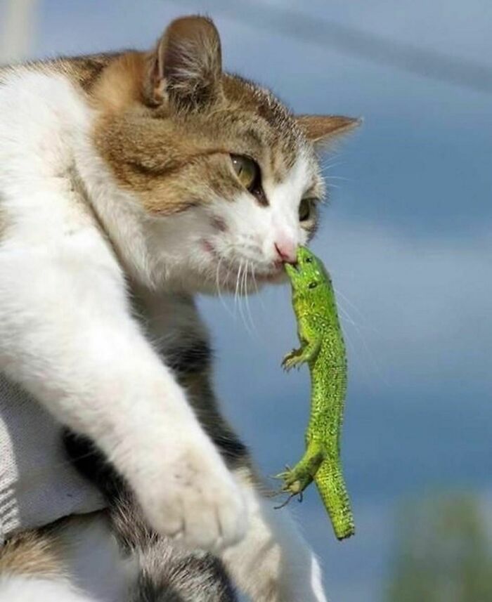 50 Times People Spotted Animals Doing Their Usual Stuff And Just Had To Take Pics (New Pics)